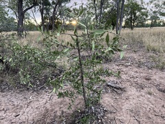 Psydrax oleifolia