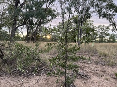 Psydrax oleifolia