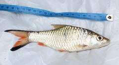 Hampala macrolepidota