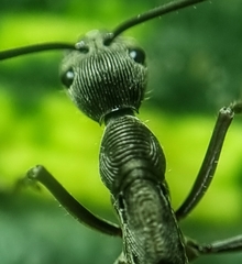 Diacamma geometricum