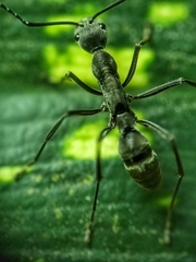 Diacamma geometricum