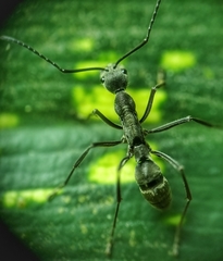 Diacamma geometricum