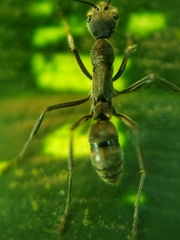 Diacamma geometricum