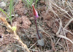Disperis woodii