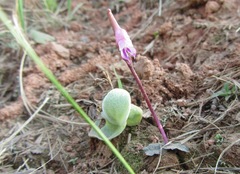 Disperis woodii