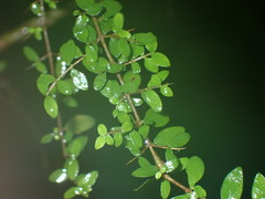 Coprosma quadrifida