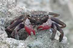 Episesarma chentongense