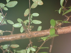 Coprosma quadrifida