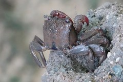 Episesarma chentongense