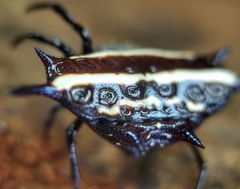 Gasteracantha doriae