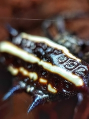 Gasteracantha doriae
