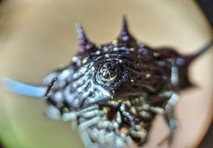 Gasteracantha doriae