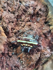 Gasteracantha doriae