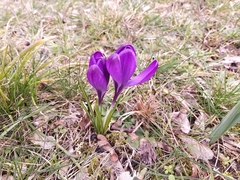 Crocus vernus