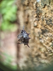 Gasteracantha doriae