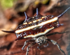 Gasteracantha doriae