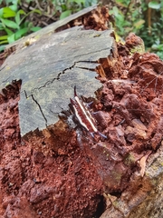 Gasteracantha doriae