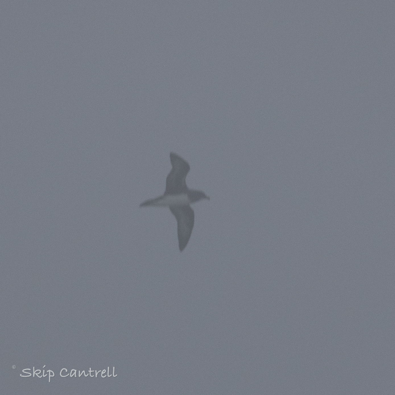 Trindade Petrel (Pterodroma arminjoniana), photo 9