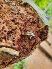 Gasteracantha doriae