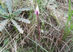 Disperis woodii
