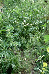 Bifora radians