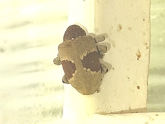 Rhinochenus stigma