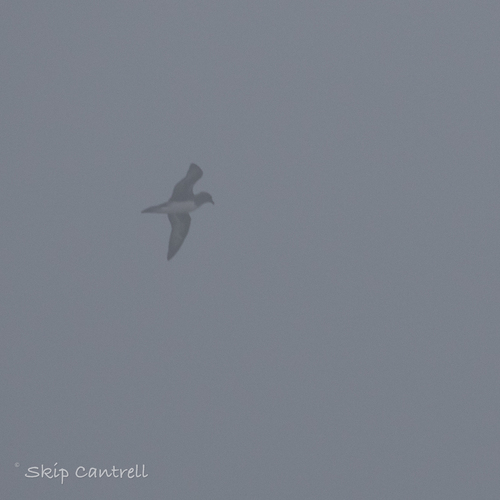 Trindade Petrel (Pterodroma arminjoniana), photo 5