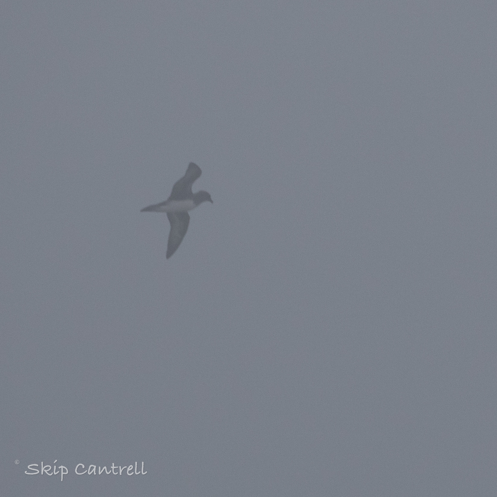 Trindade Petrel (Pterodroma arminjoniana), photo 10