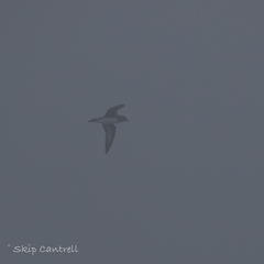 Pterodroma arminjoniana