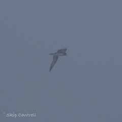 Pterodroma arminjoniana