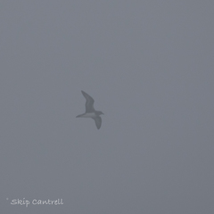 Pterodroma arminjoniana