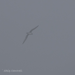 Pterodroma arminjoniana