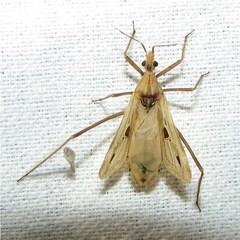 Narvesus carolinensis