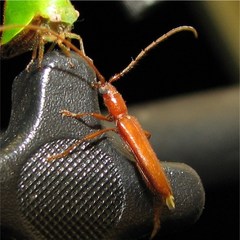 Smodicum cucujiforme