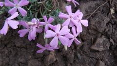 Phlox woodhousei