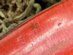 Telostylinus lineolatus