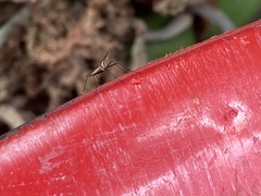 Telostylinus lineolatus