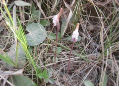 Disperis woodii
