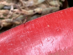 Telostylinus lineolatus