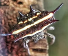 Gasteracantha doriae