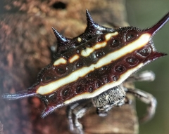 Gasteracantha doriae