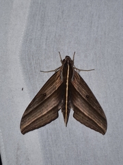 Elibia dolichus