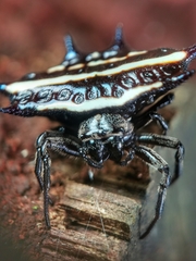 Gasteracantha doriae