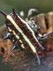 Gasteracantha doriae