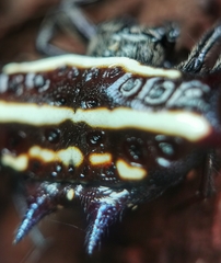 Gasteracantha doriae