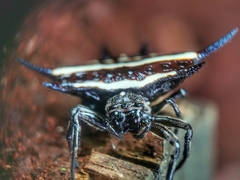 Gasteracantha doriae