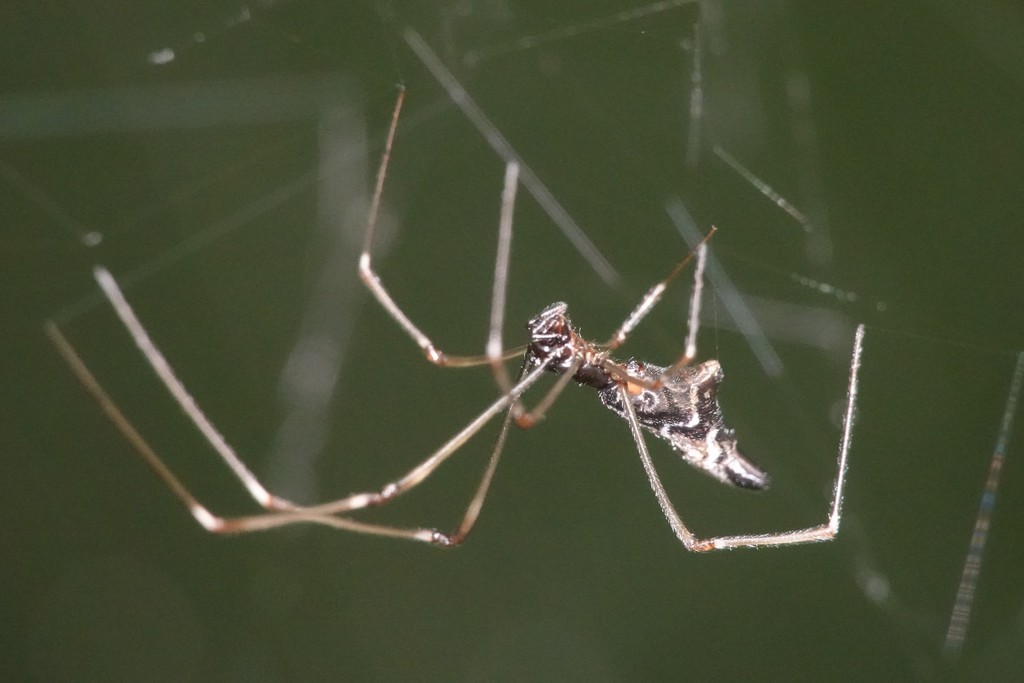 Thief Spider