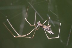 Argyrodes fissifrons