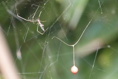 Argyrodes fissifrons