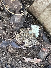 Pseudophryne guentheri